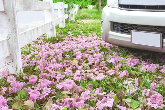 Pink flower and car on the ground photo