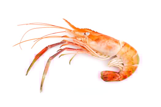 grilled prawns on white background photo