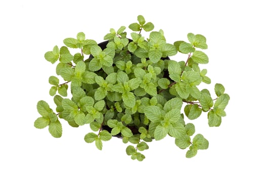 Green peppermint leaves on white background photo