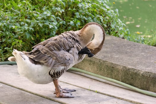 goose with pond background photo