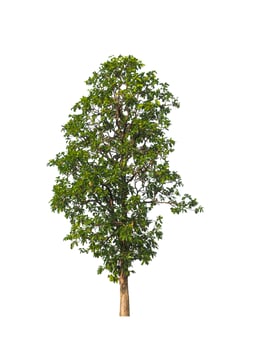 Tree that are isolated on a white background are suitable for both printing and web pages photo