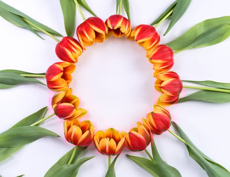 Mother's Day background, tulip flower bunch - Beautiful Red, yellow bouquet isolated on white table, top view, flat lay, mock up design concept. photo