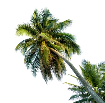 coconut tree bending Isolated on White background photo