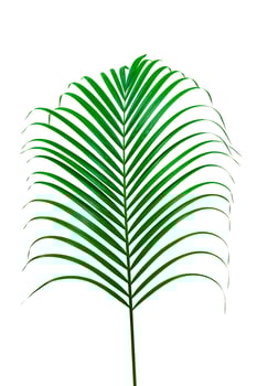 Green leaves pattern,leaf palm tree isolated on white background photo