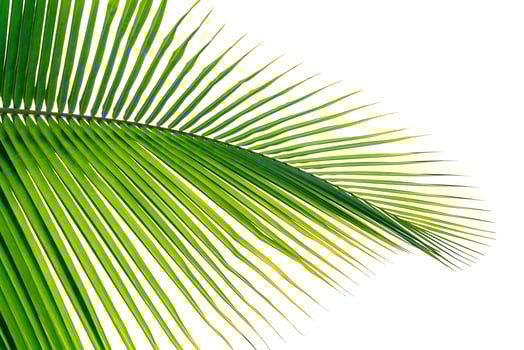 Green leaves pattern,leaf palm tree isolated on white background photo