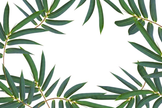 Green bamboo leaves pattern isolated on white background with copy space photo