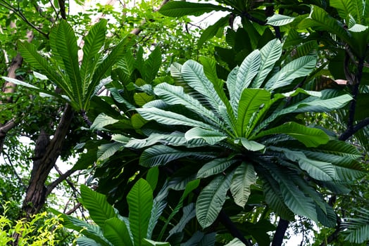 Green leaves pattern for nature concept,leaf background photo