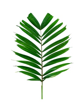 Green leaves pattern,tropical palm leaf isolated on white background photo