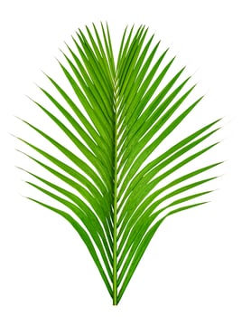 Green leaves pattern,leaf palm tree isolated on white background photo