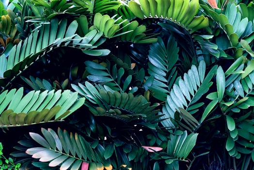 Green leaves pattern,leaf Zamia furfuracea in the forest photo
