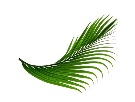 Green leaves pattern,leaf palm tree isolated on white background photo