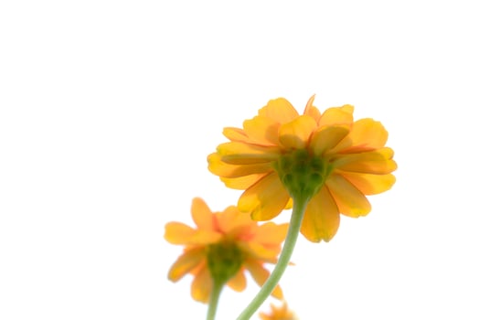 Closeup orange cosmos flowers,soft focus photo