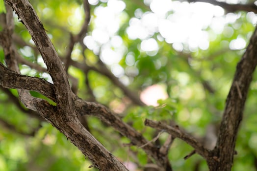 natural green bokeh abstract background,blurred textured photo