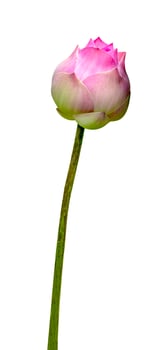 Beautiful pink water lily or lotus flower isolated on white background,include clipping path photo