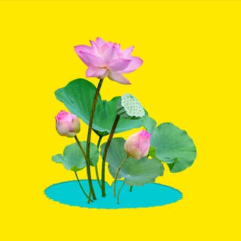 Beautiful violet pink water lily pattern for nature concept,Lotus flower and green leaves in pond isolated on yellow background photo