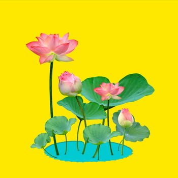 Beautiful violet pink water lily pattern for nature concept,Lotus flower and green leaves in pond isolated on yellow background photo