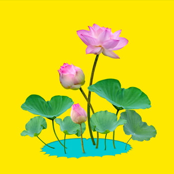 Beautiful violet pink water lily pattern for nature concept,Lotus flower and green leaves in pond isolated on yellow background photo