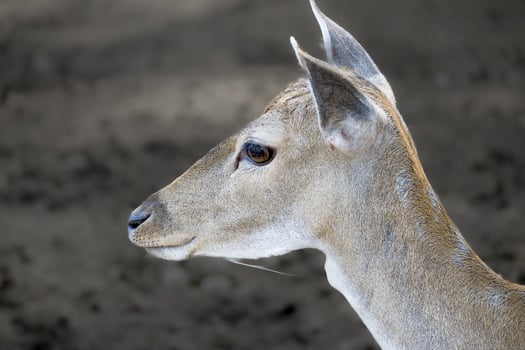 portrait of a young deer photo