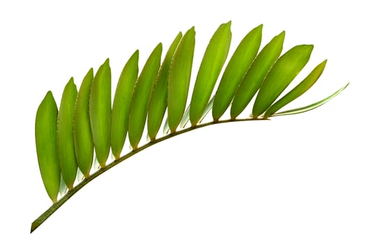 Green leaves pattern,leaf tree isolated on white background,include clipping path photo