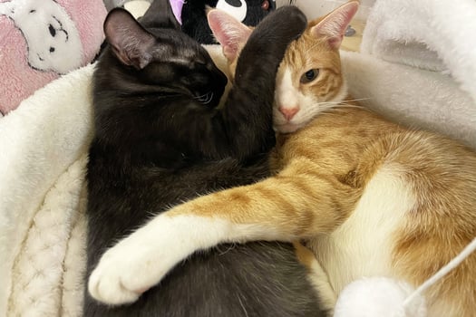 Baby cat sleeping. Ginger kitten on couch under knitted blanket. Two cats cuddling and hugging. Domestic animal. Sleep and cozy nap time. Home pet. Young kittens. Cute funny cats at home. photo