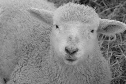 sheeps at winter time photo
