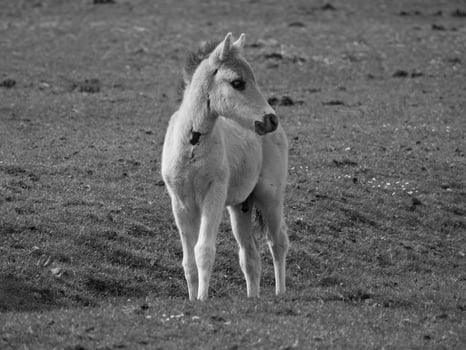 wild horses on a meadow in germany photo