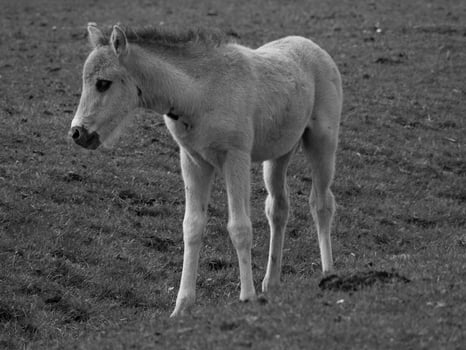 wild horses on a meadow in germany photo