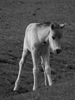 wild horses in germany photo