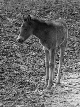 wild horses in germany photo