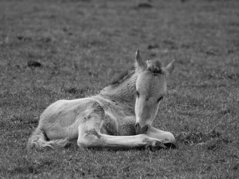 wild horses in germany photo