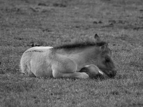 wild horses in germany photo