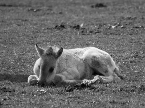 wildl horses in germany photo