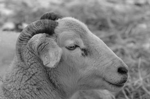 sheeps on a meadow photo
