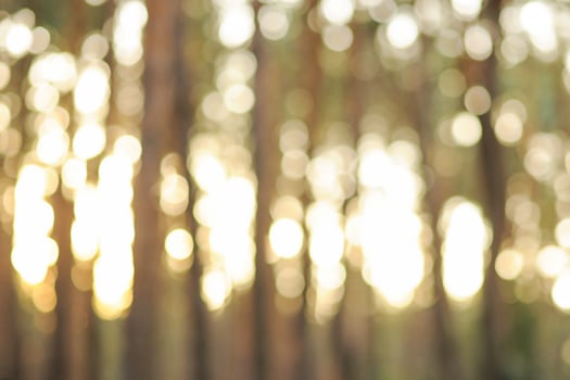 Defocus forest. Defocus glare from the sun's rays at sunset. photo