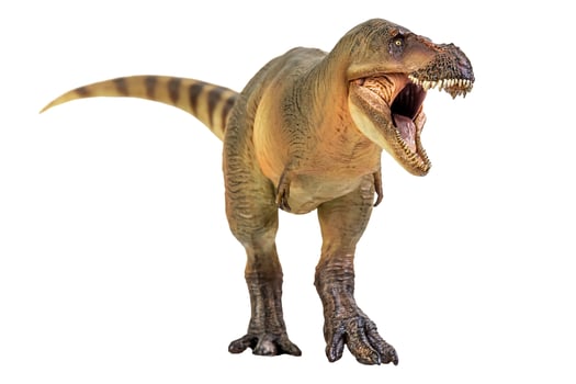 Tyrannosaurus Rex  Dinosaur on white isolate background Clipping path photo