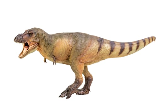 Tyrannosaurus Rex  Dinosaur on white isolate background Clipping path photo