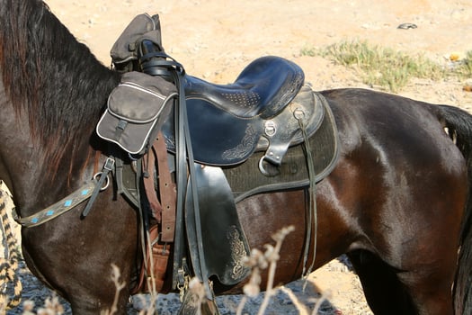 Domestic horses at a stable in Israel. photo