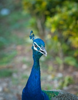 The close up of the head of Peacock in the wildlife park. photo