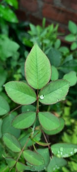Rose Trees Leaves At Home in India photo