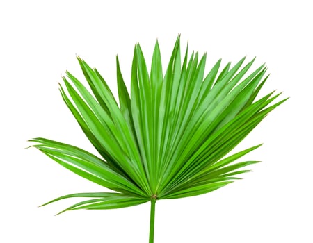 Green leaves pattern,tropical fan palm leaf isolated on white background photo