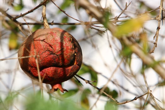 Pomegranates on a tree in a city park. photo