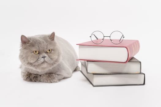 A Portrait of Scottish fold lovely cat with text back on white studio background , Education concept . photo