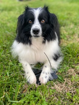 Black and White Dog Laying Down photo