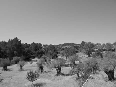 ibiza island in spain photo