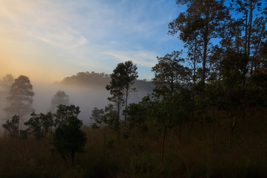 Tree on meadow at sunrise and mist. Landscape beautiful sunrise photo