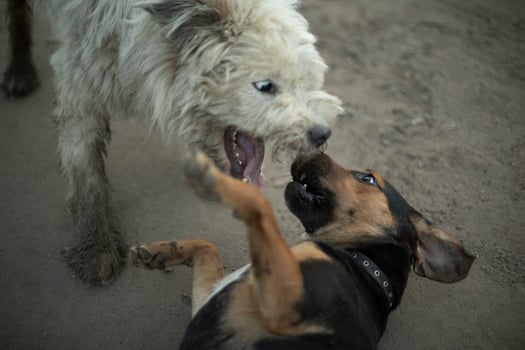 Dogs fight. Animal fighting. Pet bite. Fight of beasts. photo