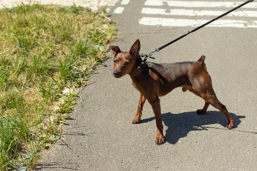 Small breed dog on walk. Small dog in summer. Walking pet on leash. photo