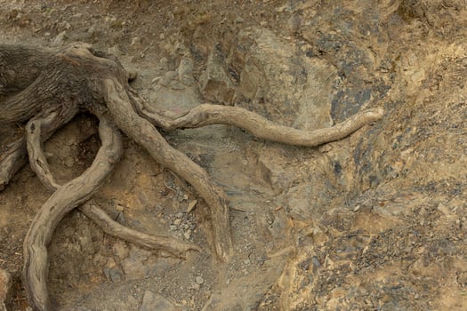 Powerful roots of the Downy Oak, Quercus pubescens, are exposed from under the clay soil in the mountains. Background. photo