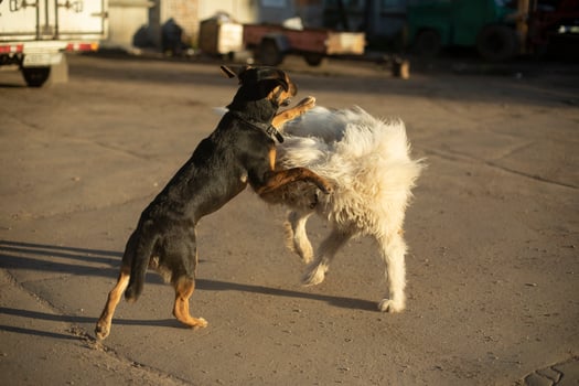 Two dogs fight. Pet play. photo