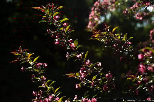 Cherry blossoms. Flowers on branches. Light on plant. photo